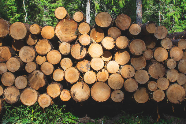 Stack of logs in the forest. timber cutting industry - Φωτογραφία, εικόνα