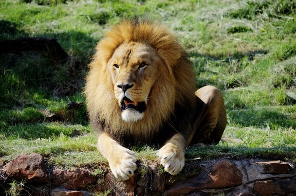 Lion - Photo, image