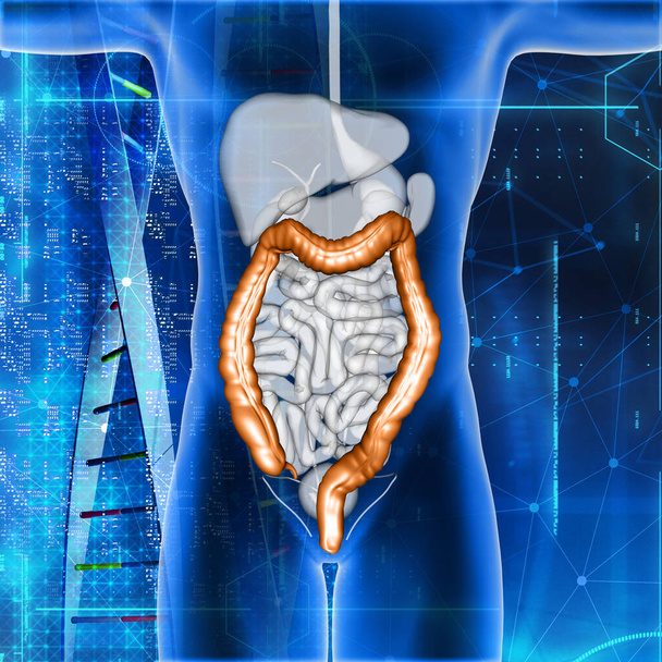 結腸が強調された男性の医療図の3Dレンダリング - 写真・画像