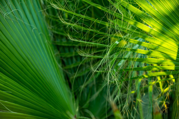 Palmbomen achtergrond met kopieerruimte. De zon komt door de palmbladeren naar het donkere gebied. Tropisch mock up concept voor uw tekst - Foto, afbeelding