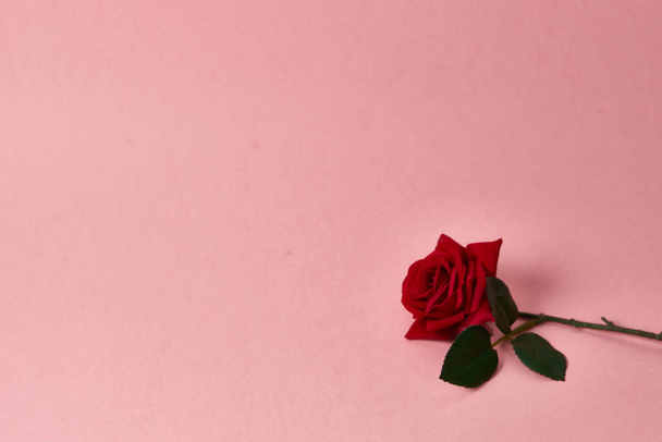 rode roos met doornen op roze achtergrond bijgesneden uitzicht Kopieer Ruimte - Foto, afbeelding