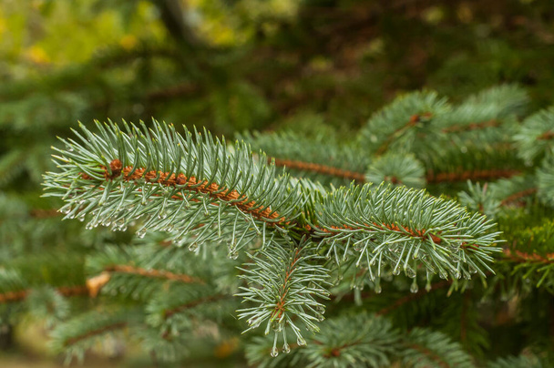 Picea pungens sininen kuusen oksa vesipisaroilla lähikuva - Valokuva, kuva