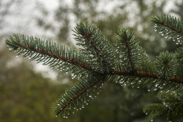 Picea pungens青いトウヒの枝とともに水滴が閉じ - 写真・画像