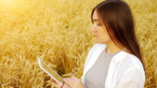 Woman examines ear of ripe wheat and types text on tablet in field - Photo, Image