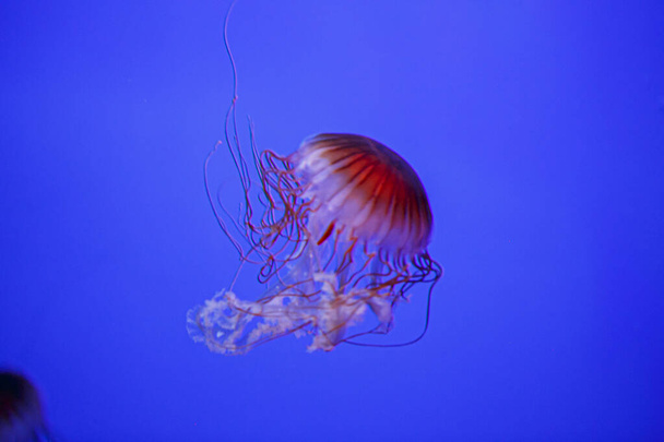 Chrysaora fuscescens медузы в аквариуме с красными щупальцами. Высокое качество фото - Фото, изображение