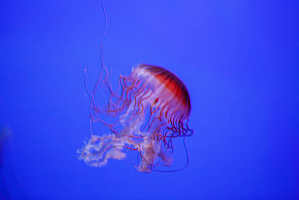 Chrysaora fuscescens jellyfish in aquarium with red tentacles. High quality photo - Zdjęcie, obraz