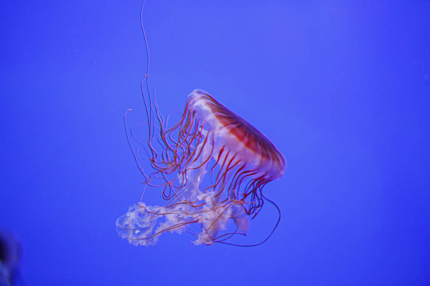 Chrysaora fuscescens medusas en acuario con tentáculos rojos. Foto de alta calidad - Foto, Imagen