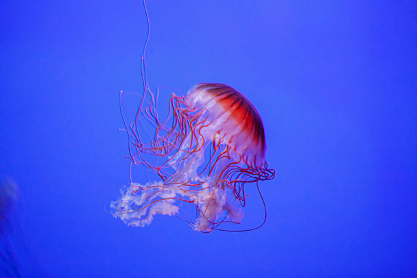 Chrysaora fuscescens медузы в аквариуме с красными щупальцами. Высокое качество фото - Фото, изображение