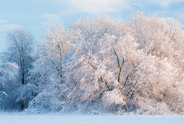 χιόνι φλοκωτά δέντρα με την Ανατολή - Φωτογραφία, εικόνα