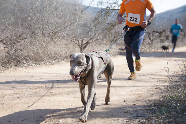 Mehrere Sportler und ihre Hunde nehmen an einem beliebten Canicross-Rennen teil - Foto, Bild