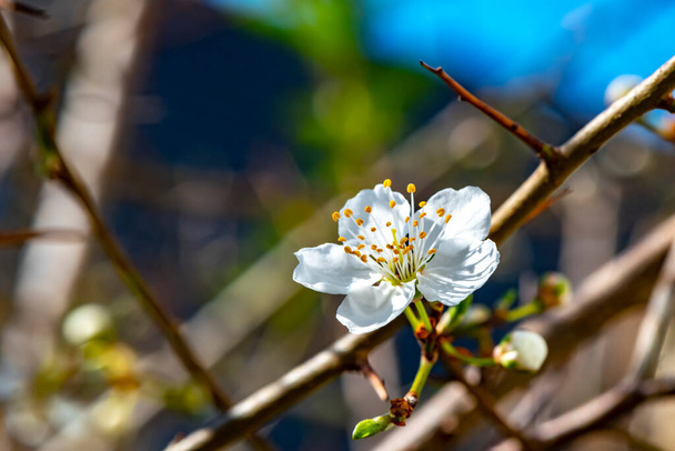 Tavaszi benyomások egy gyümölcsvirággal a kert élénk színei előtt a napfényben. A virágnak csak kis részei fókuszálódnak, így harmonikusan illeszkedik a háttérbe.. - Fotó, kép
