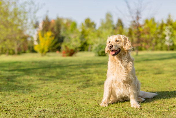 公園で美しいスマートゴールデンレトリバー犬。公園の緑の芝生の上に座っている黄金のレトリバー犬 - 写真・画像