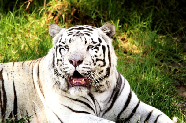 bílý tygr - Fotografie, Obrázek