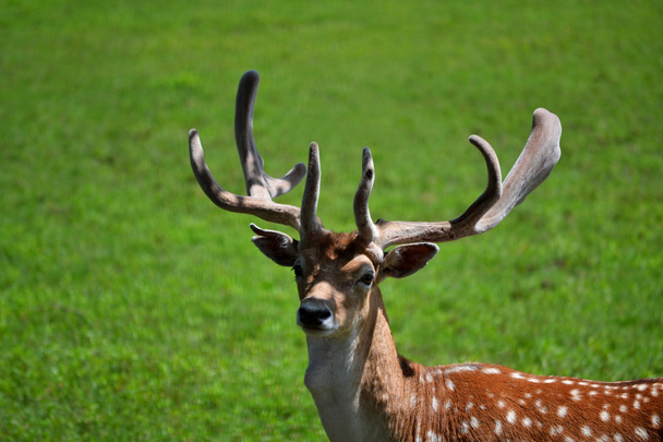 Buck Close Up em um campo verde
 - Foto, Imagem