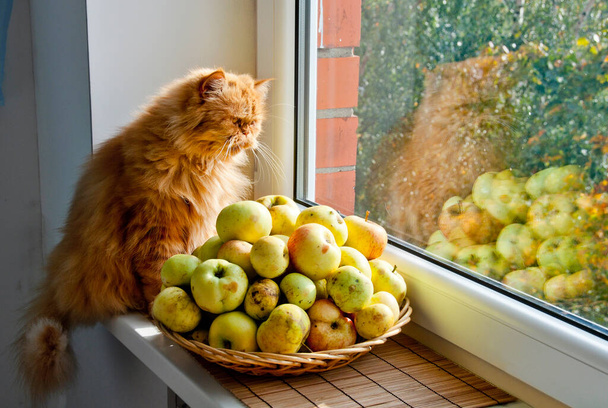 Chat rouge aux pommes regarde par la fenêtre - Photo, image