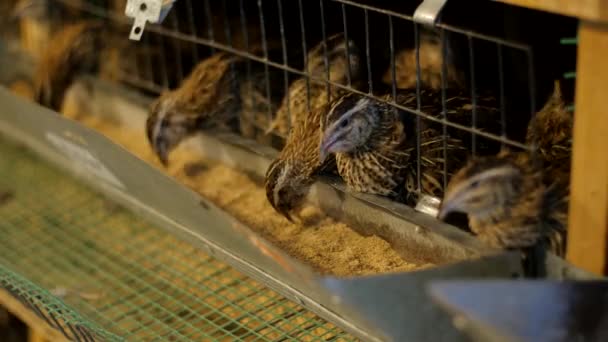 Livestock business concept. Quails in a cage on a farm - Footage, Video