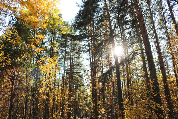 Індійське літо - це осінній змішаний ліс з березами і сосен. Яскраве жовте березове листя. Сонячні промені проходять через гілочки дерев.. - Фото, зображення
