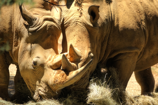 Rhinos - Foto, Bild
