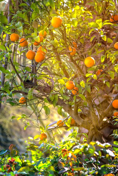 Banda pomarańczy wiszących na drzewie - Zdjęcie, obraz
