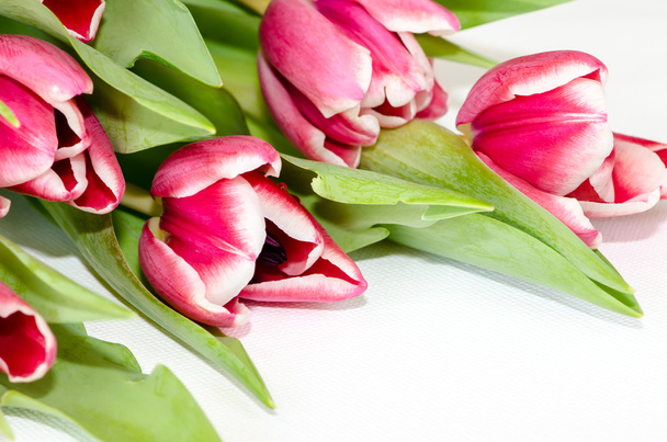 pink tulips - Photo, Image