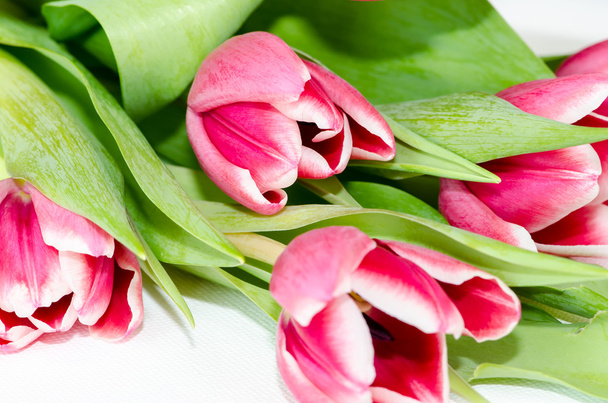Tulipani rosa
 - Foto, immagini
