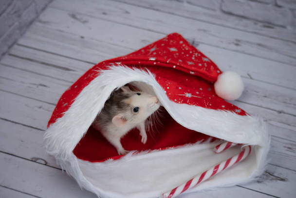 Una pequeña rata linda decorativa se sienta en un sombrero rojo de Año Nuevo. Cerca hay un bastón de caramelo. Primer plano de un roedor - Foto, imagen