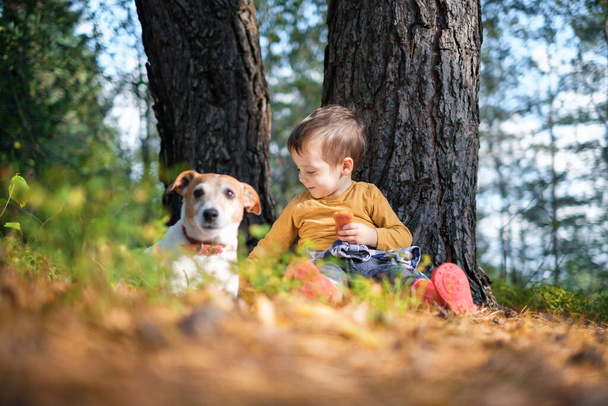 Small kid in yellow sweater with white dog - Foto, Imagem
