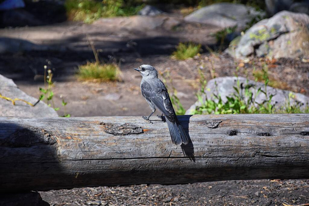 Gray Jay (PERISOREUS CANADENSIS) πουλί διαδεδομένο στα αρκτικά και υποαλπικά κωνοφόρα δάση της Βόρειας Αμερικής κλέβει τρόφιμα από ένα κάμπινγκ στα βουνά Uinta από, Γιούτα, Ηνωμένες Πολιτείες. - Φωτογραφία, εικόνα