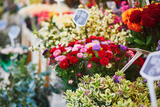 Asters for sale on local flower market in Paris, France - Photo, image