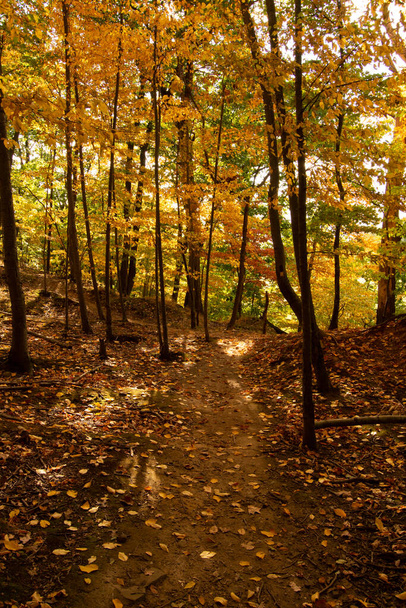 Вертикальный кадр тропинки вместе с осенними деревьями в лесу - Фото, изображение