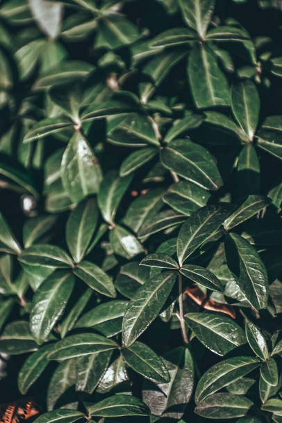 A selective focus shot of green leaves in the garden - Fotó, kép