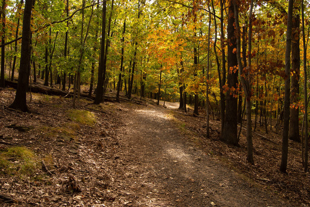 A view of footpath along with autumn trees in the forest - Foto, immagini