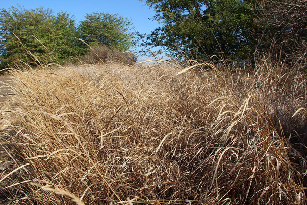 Hierba de campo seco en otoño - Foto, Imagen