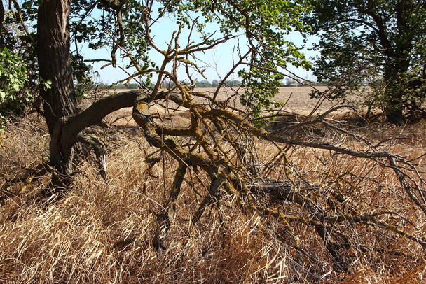 Hierba de campo seco en el otoño y árbol seco - Foto, Imagen