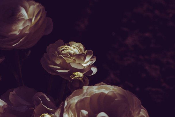 Un enfoque selectivo de hermosas rosas blancas bajo la luz del sol - Foto, Imagen