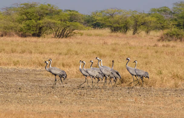 A view of a flock of cranes walking at the Velavadar National Park - 写真・画像