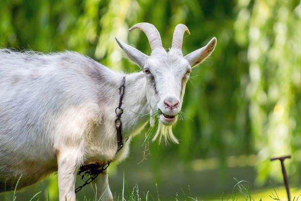 Portrét bílé kozy, která jí trávu na přírodě - Fotografie, Obrázek