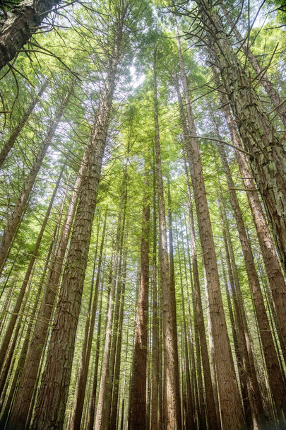 View of green redwood trees from bottom up, in Redwoods Whakarewarewa Forest, Rotorua, New Zealand - Foto, Imagen