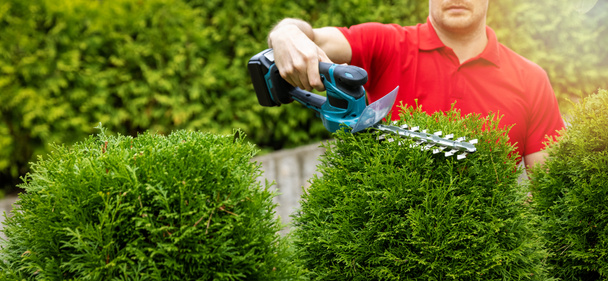 landscaping service - gardener pruning and shaping evergreen thuja hedge with electric trimmer. copy space - Photo, Image