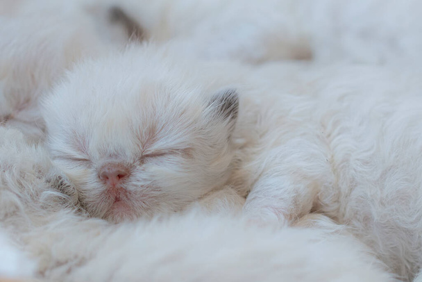 1 tydzień zdrowy czystorasowy kolor punkt himalajski perski kotek śpi spokojnie z jej kolegów z miotu - Zdjęcie, obraz