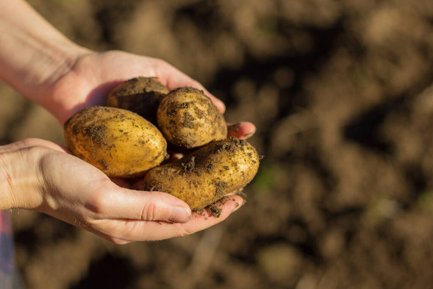 Eine Nahaufnahme von frischen Kartoffeln in den Händen eines Mannes - perfekt für den Hintergrund - Foto, Bild