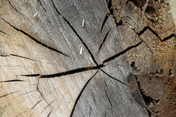 A closeup shot of cracked wood - Foto, afbeelding