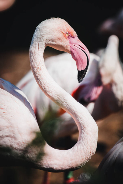 A closeup shot of a beautiful flamingo - Photo, image