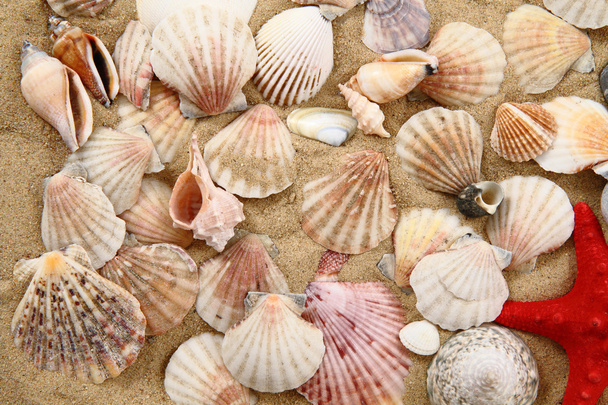 sea shells and yellow sand - Photo, Image