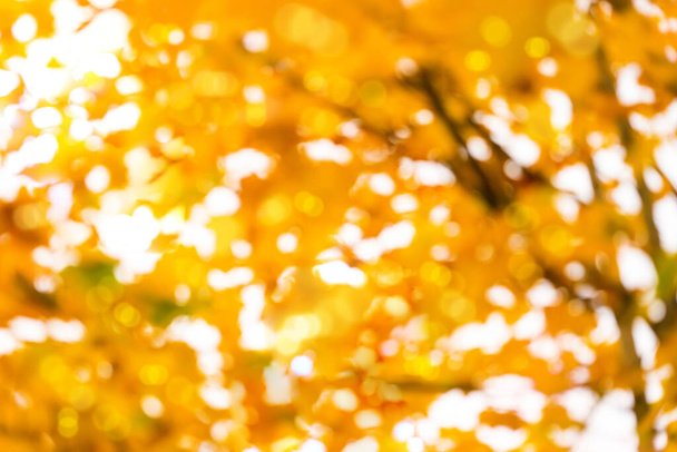 Sonbahar arkaplan afişi için turuncu ve sarı tonlu bulanık bokeh, sonbahar sezonu arka planında bulanık aydınlatma, renkli bokeh ile soyut güneş ışığı - Fotoğraf, Görsel