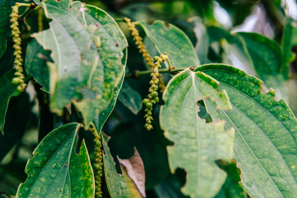 Kampot pepper grown and produced in Kampot Province, and Kep Province, Cambodia - Photo, Image