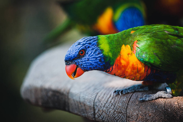 A closeup shot of a beautiful colorful lorikeet - Valokuva, kuva