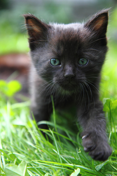 fekete macska, a zöld fűben - Fotó, kép
