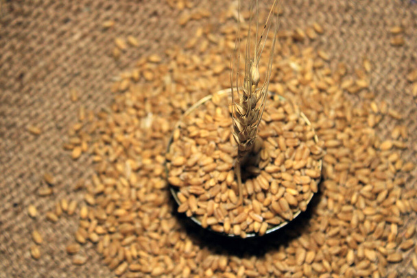 Mucchio di grano integrale biologico. Grano fresco raccolto su fondo farina di frumento. Concetto di ingrediente alimentare cereali. - Foto, immagini