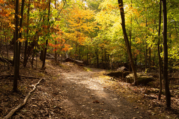 A view of footpath along with autumn trees in the forest - Foto, imagen